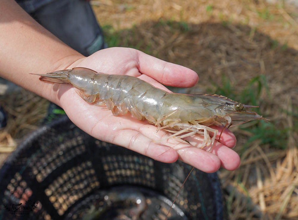 亮哥生態風味體驗養殖場：巨大白蝦料理、鰻魚鯛魚料理，品現撈海產漁塭美食，生態養殖場導覽解說 @緹雅瑪 美食旅遊趣