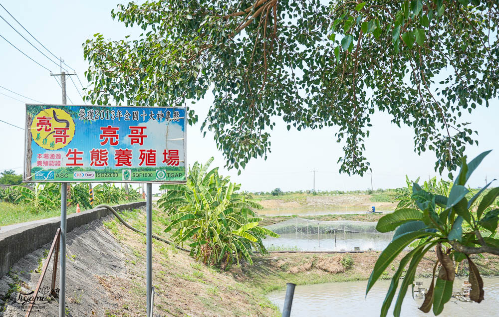 亮哥生態風味體驗養殖場：巨大白蝦料理、鰻魚鯛魚料理，品現撈海產漁塭美食，生態養殖場導覽解說 @緹雅瑪 美食旅遊趣