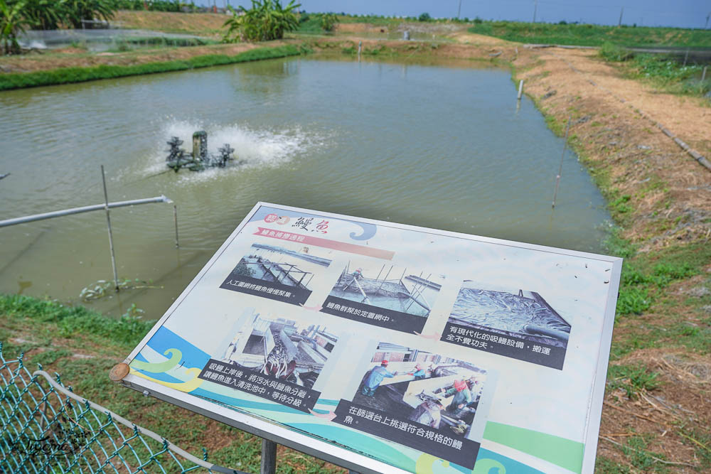 亮哥生態風味體驗養殖場：巨大白蝦料理、鰻魚鯛魚料理，品現撈海產漁塭美食，生態養殖場導覽解說 @緹雅瑪 美食旅遊趣