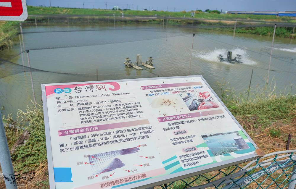 亮哥生態風味體驗養殖場：巨大白蝦料理、鰻魚鯛魚料理，品現撈海產漁塭美食，生態養殖場導覽解說 @緹雅瑪 美食旅遊趣