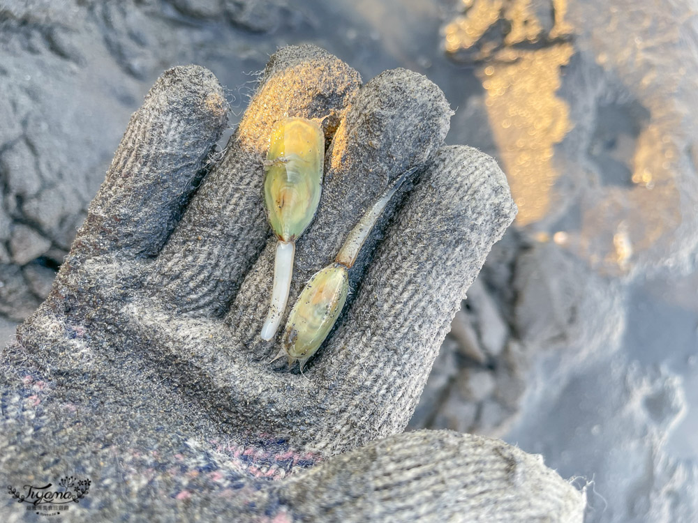 彰化挖蛤蜊|免費挖蛤蜊景點《漢寶濕地》，鏡面沙灘、親子挖蛤蜊、生態觀察 @緹雅瑪 美食旅遊趣