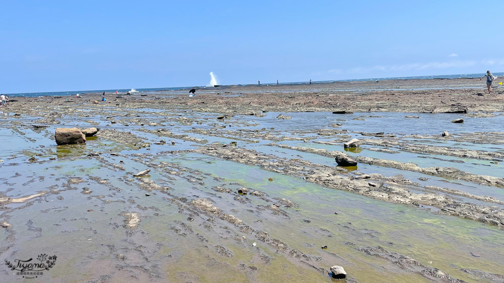 東北角海岸抓魚蟹景點|馬崗潮間帶：親子免費景點，天然翠綠地毯，充滿魅力的潮間帶生態！ @緹雅瑪 美食旅遊趣