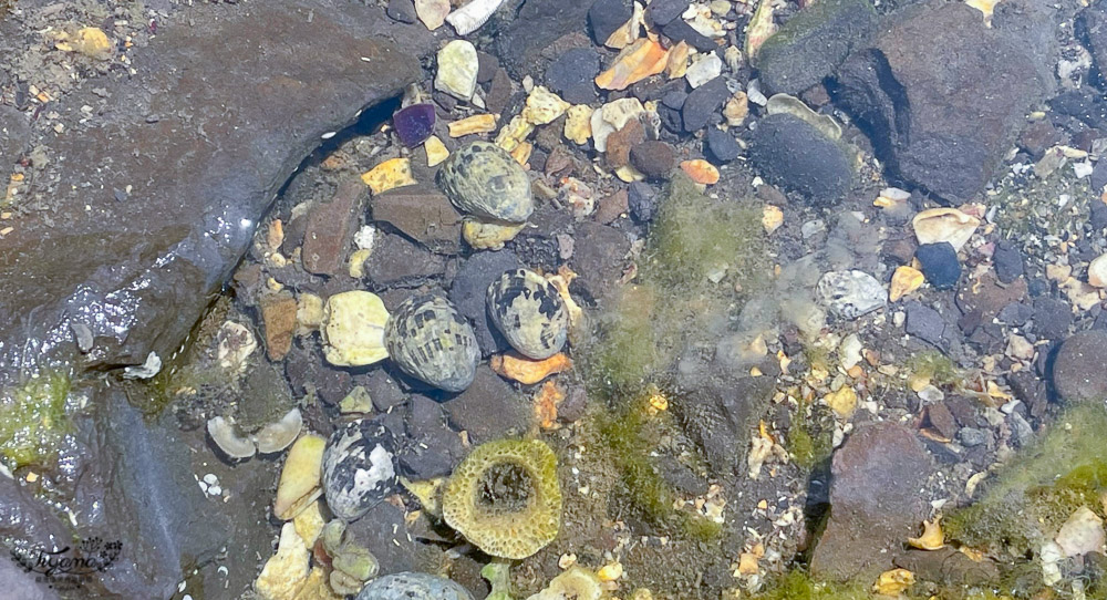 東北角海岸抓魚蟹景點|馬崗潮間帶：親子免費景點，天然翠綠地毯，充滿魅力的潮間帶生態！ @緹雅瑪 美食旅遊趣