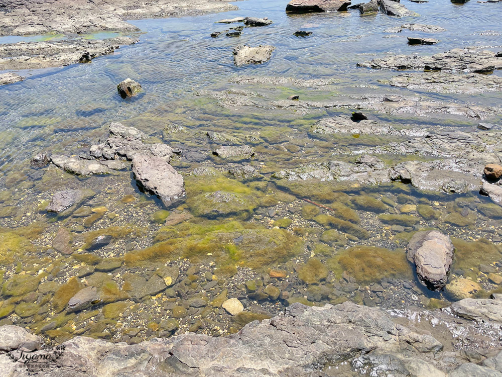 東北角海岸抓魚蟹景點|馬崗潮間帶：親子免費景點，天然翠綠地毯，充滿魅力的潮間帶生態！ @緹雅瑪 美食旅遊趣