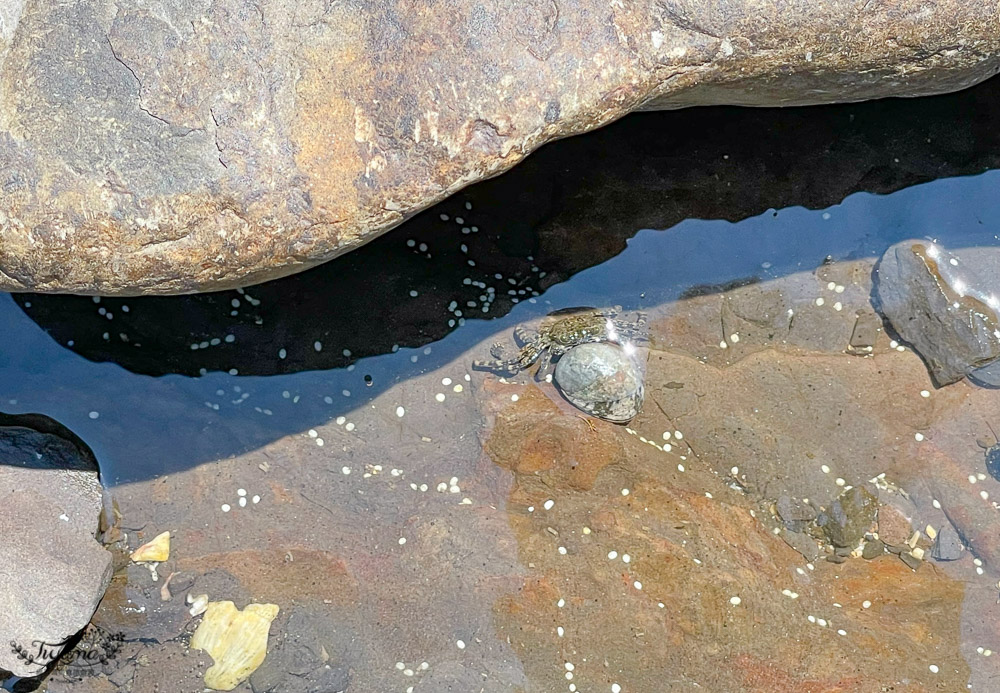 東北角海岸抓魚蟹景點|馬崗潮間帶：親子免費景點，天然翠綠地毯，充滿魅力的潮間帶生態！ @緹雅瑪 美食旅遊趣