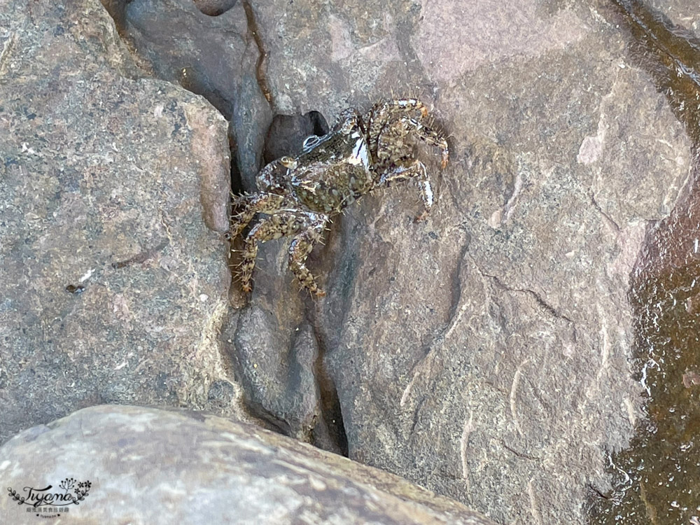 東北角海岸抓魚蟹景點|馬崗潮間帶：親子免費景點，天然翠綠地毯，充滿魅力的潮間帶生態！ @緹雅瑪 美食旅遊趣