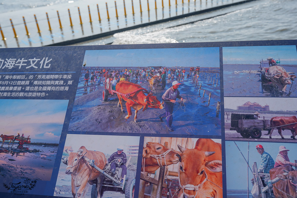 《海空步道》漫步紅樹林步道，漲潮出海道路宛如神隱少女海中電車月台/彰化免費景點 @緹雅瑪 美食旅遊趣