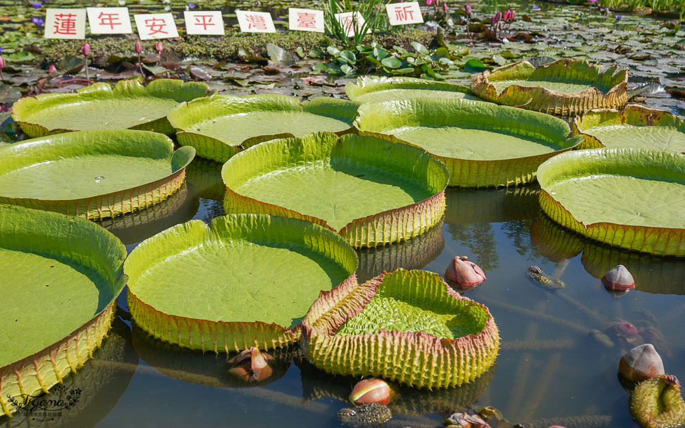 台南六甲景點《九品蓮花生態教育園區》賞蓮花，最多蓮花品種生態園，品蓮花料理、伴手禮 @緹雅瑪 美食旅遊趣