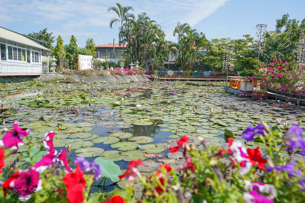 台南六甲景點《九品蓮花生態教育園區》賞蓮花，最多蓮花品種生態園，品蓮花料理、伴手禮 @緹雅瑪 美食旅遊趣