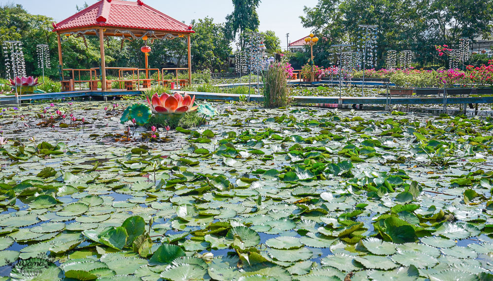 台南六甲景點《九品蓮花生態教育園區》賞蓮花，最多蓮花品種生態園，品蓮花料理、伴手禮 @緹雅瑪 美食旅遊趣