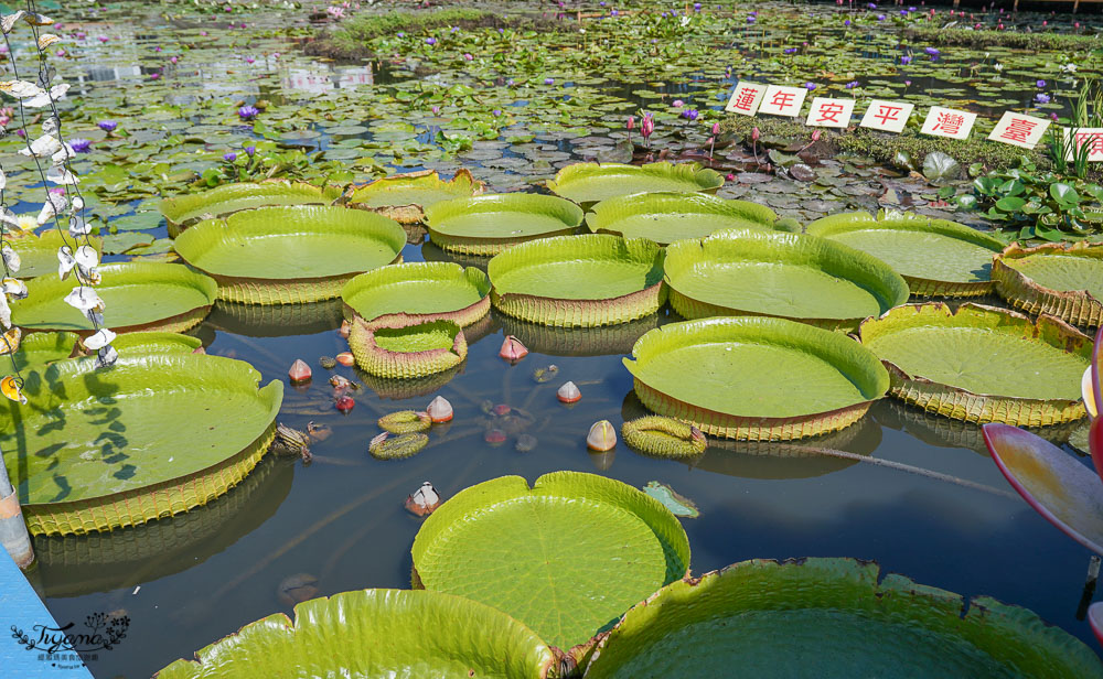 台南六甲景點《九品蓮花生態教育園區》賞蓮花，最多蓮花品種生態園，品蓮花料理、伴手禮 @緹雅瑪 美食旅遊趣