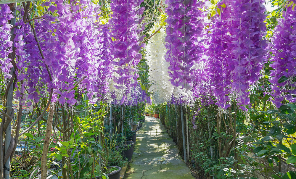 台南六甲景點《九品蓮花生態教育園區》賞蓮花，最多蓮花品種生態園，品蓮花料理、伴手禮 @緹雅瑪 美食旅遊趣