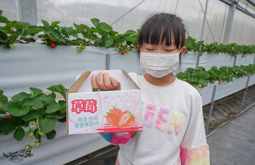 苗栗西湖也有草莓園《吉軒無毒草莓》無毒高架溫室草莓，價格親民~ @緹雅瑪 美食旅遊趣