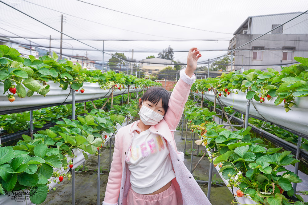 苗栗公館採草莓《草莓達人》鮮紅欲滴的高架美姬草莓，快來採~ @緹雅瑪 美食旅遊趣