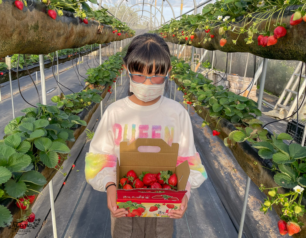 彰化草莓園《田庄小伙子》媲美日本草莓園溫室高架優質草莓園，架上看不到損傷草莓！！ @緹雅瑪 美食旅遊趣