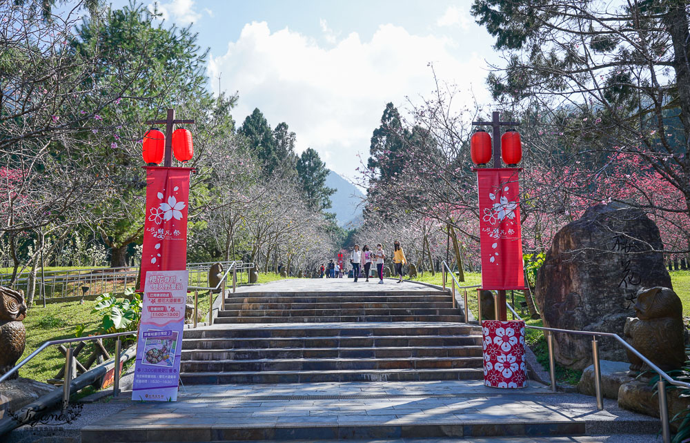 九族文化村櫻花祭｜九族文化村優惠門票！！絕美夜櫻、夜間加碼表演 @緹雅瑪 美食旅遊趣