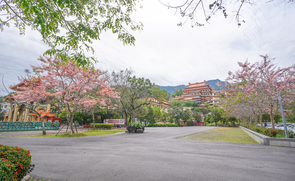 寶光聖堂花旗木2022｜玉山寶光聖堂，觸手可及花旗木花簇，台南花旗木人氣賞花景點！！ @緹雅瑪 美食旅遊趣