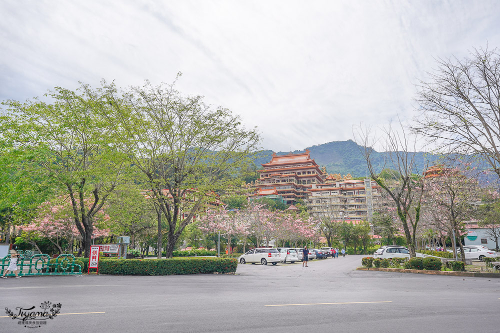 寶光聖堂花旗木2022｜玉山寶光聖堂，觸手可及花旗木花簇，台南花旗木人氣賞花景點！！ @緹雅瑪 美食旅遊趣