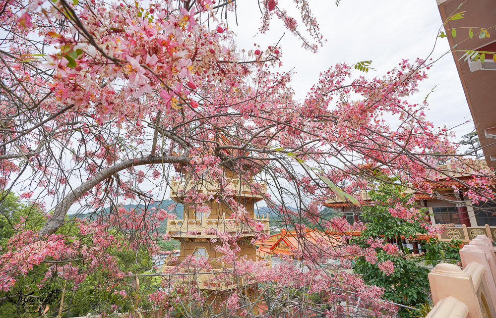 寶光聖堂花旗木2022｜玉山寶光聖堂，觸手可及花旗木花簇，台南花旗木人氣賞花景點！！ @緹雅瑪 美食旅遊趣