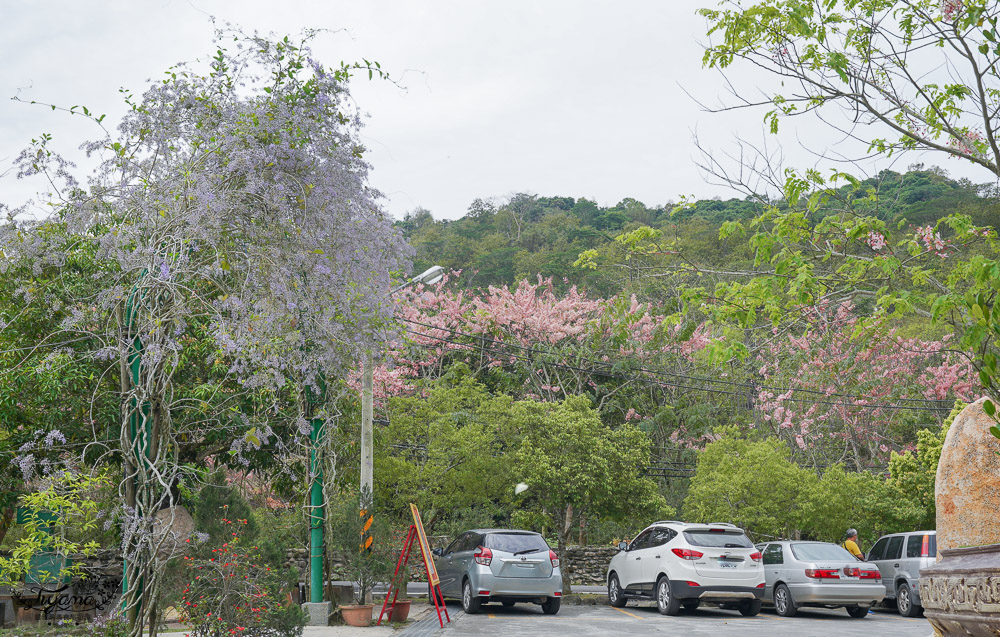 寶光聖堂花旗木2022｜玉山寶光聖堂，觸手可及花旗木花簇，台南花旗木人氣賞花景點！！ @緹雅瑪 美食旅遊趣