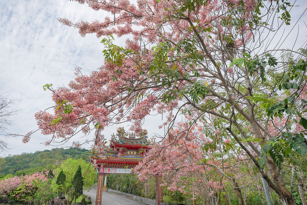 寶光聖堂花旗木2022｜玉山寶光聖堂，觸手可及花旗木花簇，台南花旗木人氣賞花景點！！ @緹雅瑪 美食旅遊趣