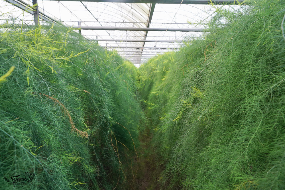 台南將軍採蘆筍，台南二日遊！《相交蘆筍|地利小食》蘆獲雙寶／蘆筍園採蘆筍、青山漁港拍賣競標、品蘆筍海鮮美食，超好玩！！ @緹雅瑪 美食旅遊趣