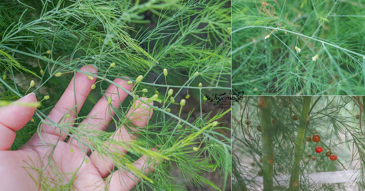 台南將軍採蘆筍，台南二日遊！《相交蘆筍|地利小食》蘆獲雙寶／蘆筍園採蘆筍、青山漁港拍賣競標、品蘆筍海鮮美食，超好玩！！ @緹雅瑪 美食旅遊趣