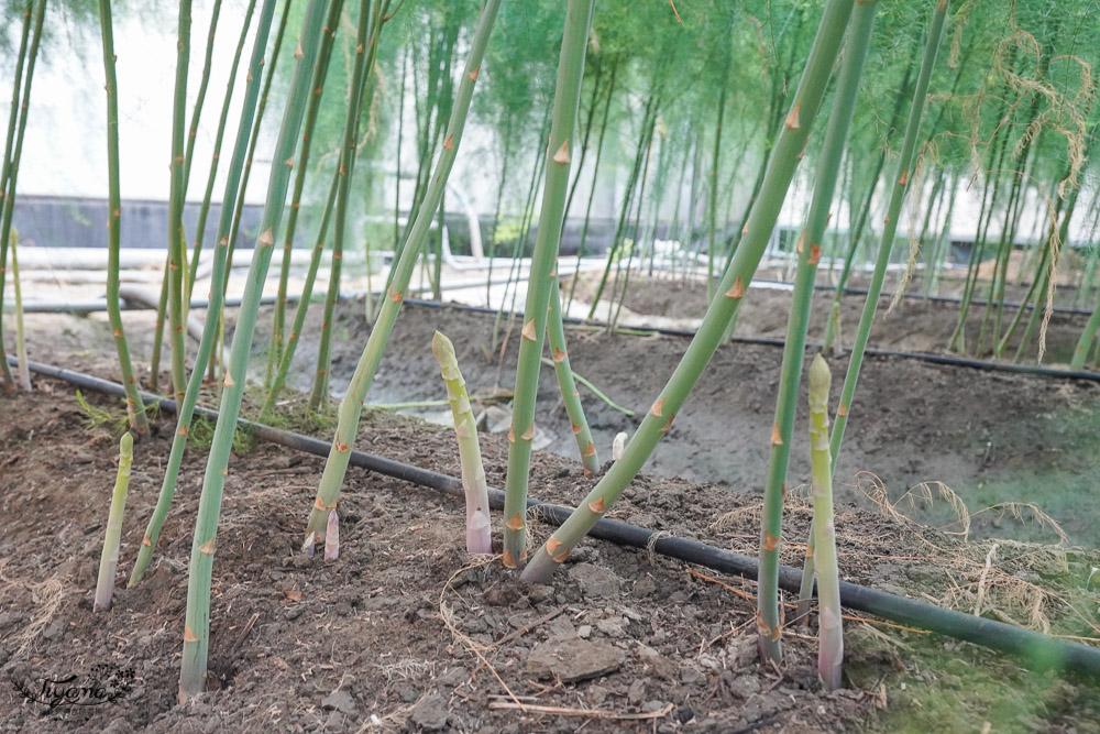 台南將軍採蘆筍，台南二日遊！《相交蘆筍|地利小食》蘆獲雙寶／蘆筍園採蘆筍、青山漁港拍賣競標、品蘆筍海鮮美食，超好玩！！ @緹雅瑪 美食旅遊趣