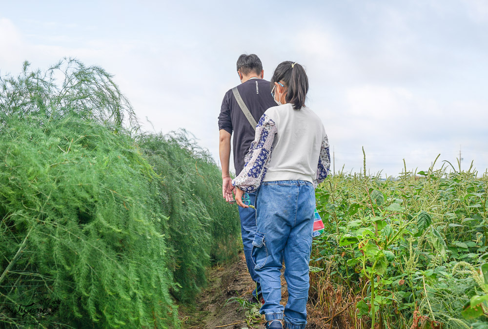 台南將軍採蘆筍，台南二日遊！《相交蘆筍|地利小食》蘆獲雙寶／蘆筍園採蘆筍、青山漁港拍賣競標、品蘆筍海鮮美食，超好玩！！ @緹雅瑪 美食旅遊趣