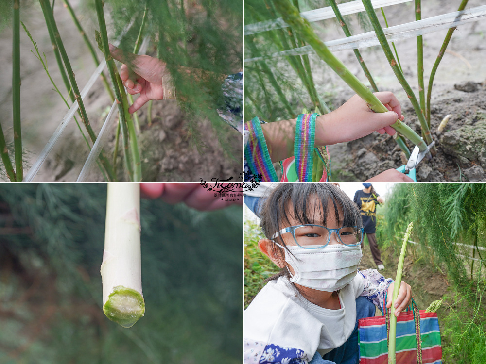 台南將軍採蘆筍，台南二日遊！《相交蘆筍|地利小食》蘆獲雙寶／蘆筍園採蘆筍、青山漁港拍賣競標、品蘆筍海鮮美食，超好玩！！ @緹雅瑪 美食旅遊趣