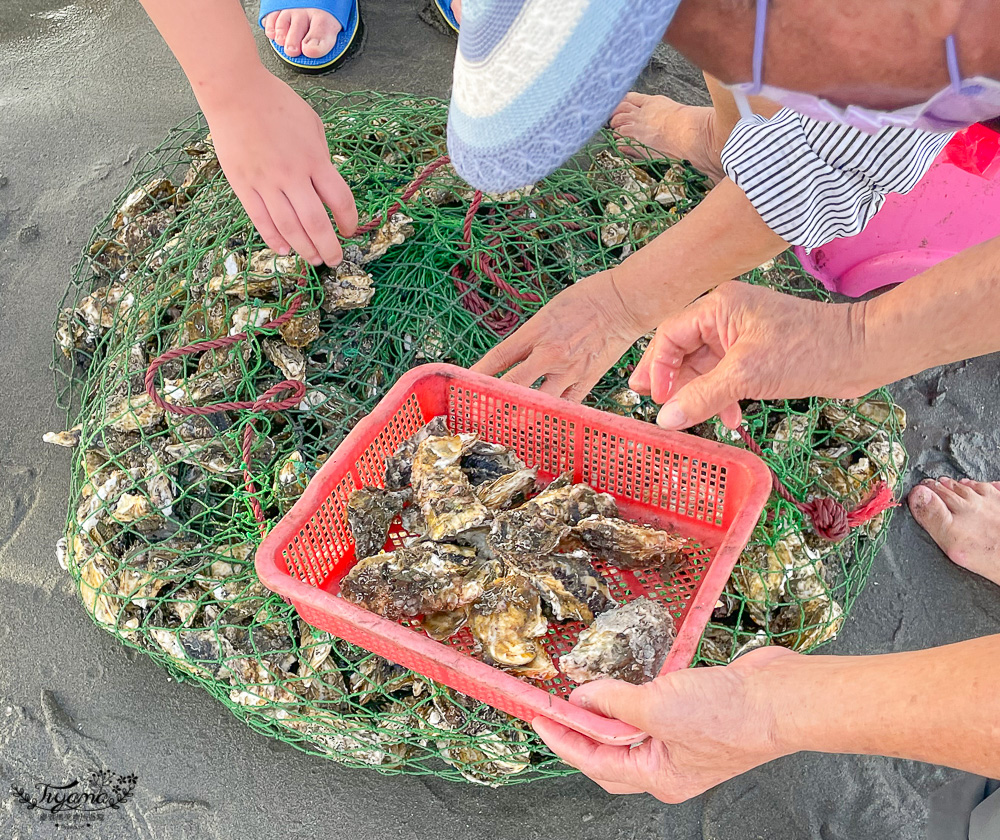 200元王功三輪採蚵車挖蛤烤鮮蚵吃到飽！！王功採蚵車小鯨魚車隊，玩樂2小時~小孩國小只要100元、幼兒園不收費！！ @緹雅瑪 美食旅遊趣