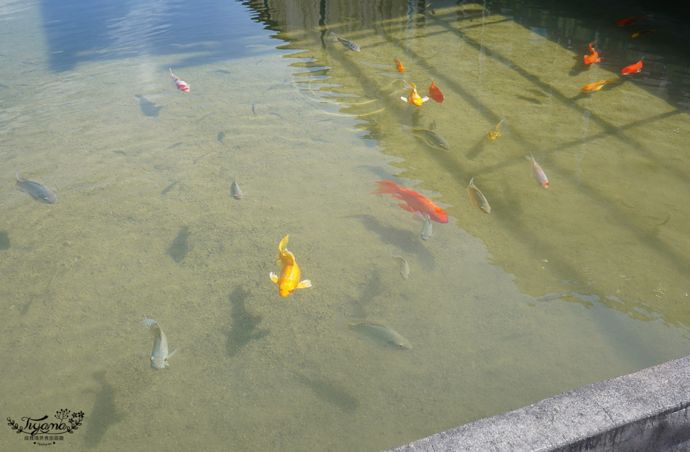 花蓮豪華露營｜花蓮鯉魚潭露營渡假村，絕美水上球型帳蓬~網美帳蓬，好浪漫！！ @緹雅瑪 美食旅遊趣