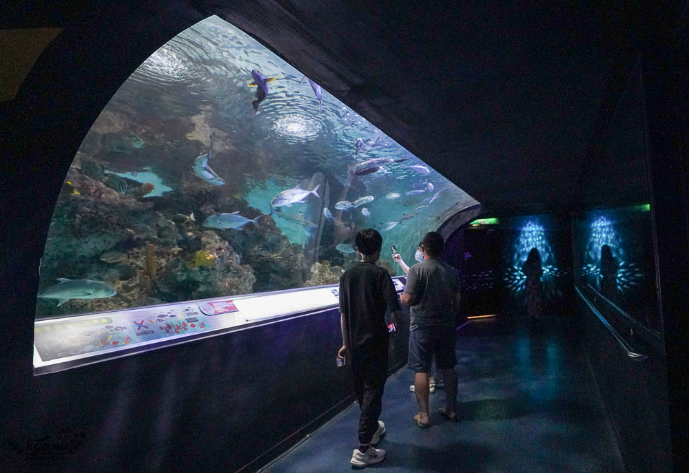 遠雄海洋公園好好玩！！花蓮景點/花蓮親子景點，美人魚秀、海豚海獅海牛秀、精彩海洋表演看不停！設施玩不停！ @緹雅瑪 美食旅遊趣