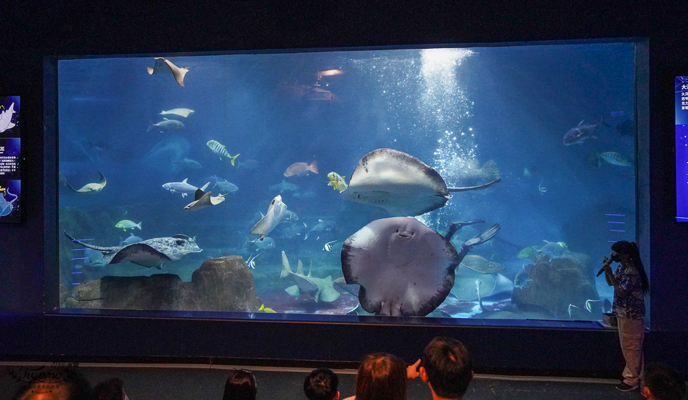 遠雄海洋公園好好玩！！花蓮景點/花蓮親子景點，美人魚秀、海豚海獅海牛秀、精彩海洋表演看不停！設施玩不停！ @緹雅瑪 美食旅遊趣