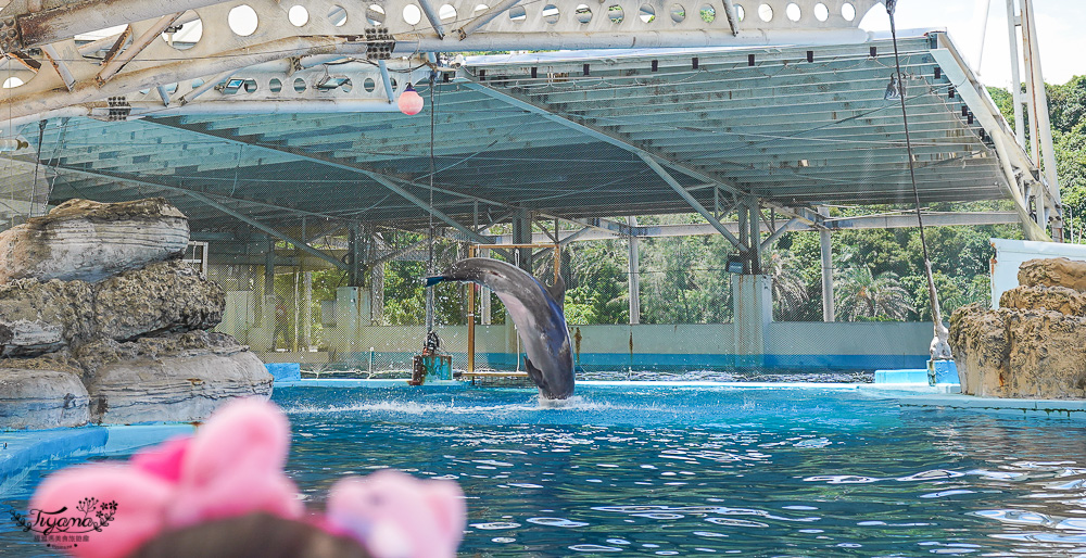 遠雄海洋公園好好玩！！花蓮景點/花蓮親子景點，美人魚秀、海豚海獅海牛秀、精彩海洋表演看不停！設施玩不停！ @緹雅瑪 美食旅遊趣