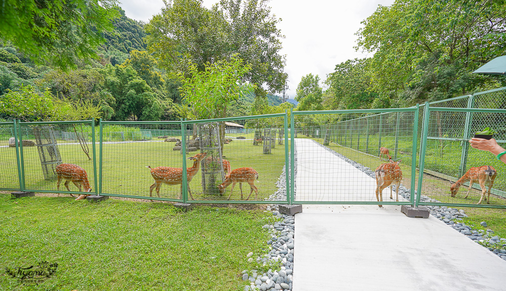 嘉義餵鹿景點｜逐鹿傳說梅花鹿園，大又美的梅花鹿園~親子同樂餵起來！！ @緹雅瑪 美食旅遊趣