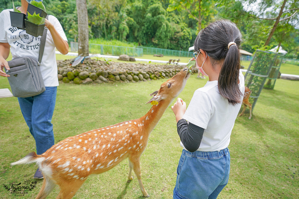 嘉義餵鹿景點｜逐鹿傳說梅花鹿園，大又美的梅花鹿園~親子同樂餵起來！！ @緹雅瑪 美食旅遊趣