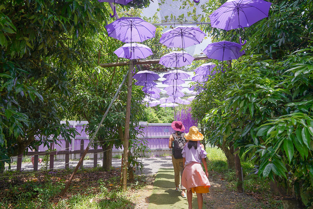 屏東小琉球景點《小琉球鹿粼梅花鹿園區》梅花鹿園也有18禁區！！超好玩的親子餵鹿行程 @緹雅瑪 美食旅遊趣