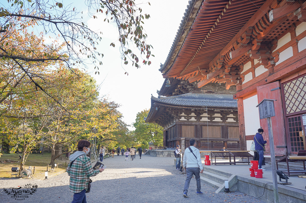 OMO3 京都東寺 by 星野集團｜房型介紹｜早餐＆東寺導覽：京都心時空旅行！！臨近東寺五層寶塔，絕佳東寺賞楓賞櫻住宿推薦 @緹雅瑪 美食旅遊趣