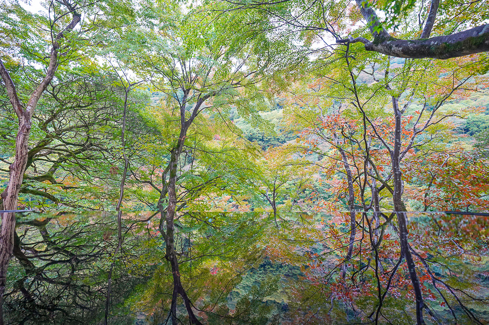 京都賞楓｜祐齋亭｜京都嵐山｜鏡面楓葉，染料藝術家工作室內的絕美秘境賞楓景點，宛如仙境！！ @緹雅瑪 美食旅遊趣