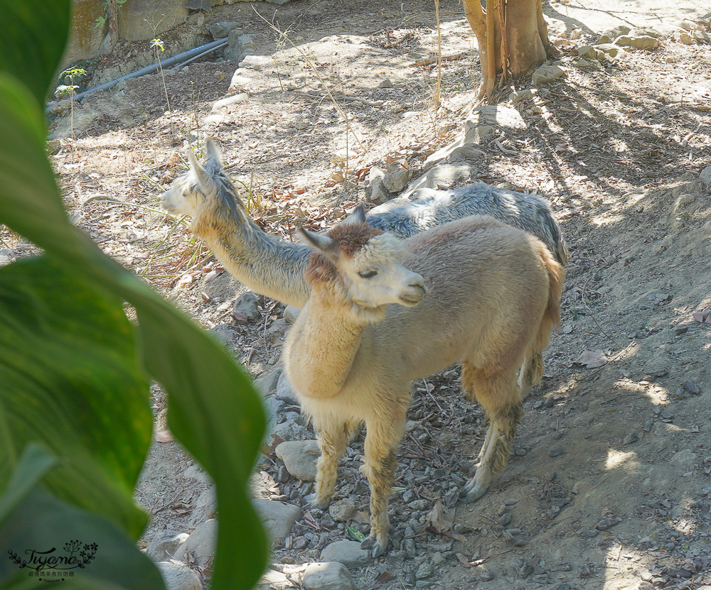 高雄壽山動物園全新開幕大改造！！兒童牧場、天空步道、黑熊山屋、水豚山屋、親水廣場、光室咖啡 @緹雅瑪 美食旅遊趣