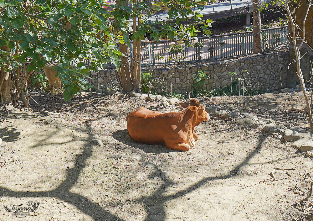 高雄壽山動物園全新開幕大改造！！兒童牧場、天空步道、黑熊山屋、水豚山屋、親水廣場、光室咖啡 @緹雅瑪 美食旅遊趣