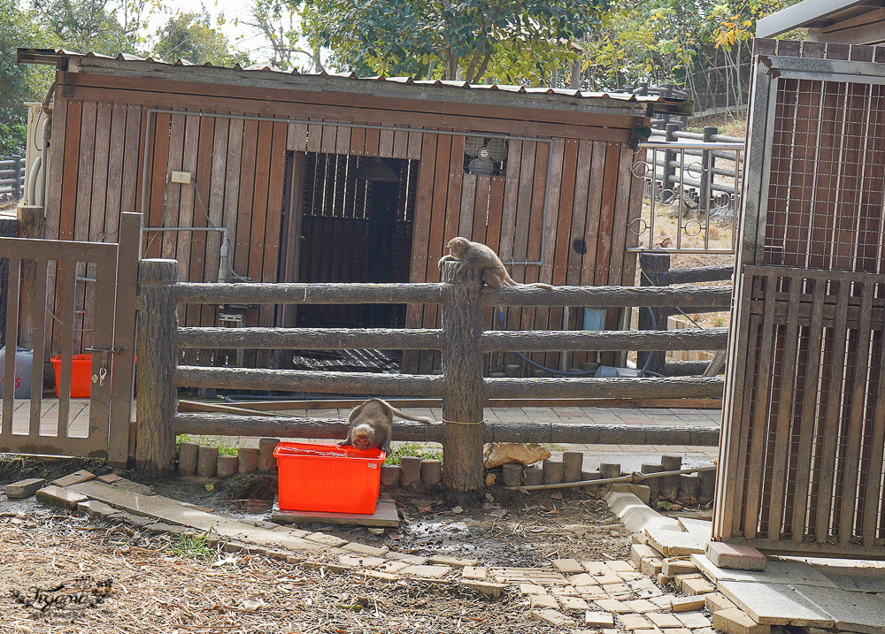 高雄壽山動物園全新開幕大改造！！兒童牧場、天空步道、黑熊山屋、水豚山屋、親水廣場、光室咖啡 @緹雅瑪 美食旅遊趣