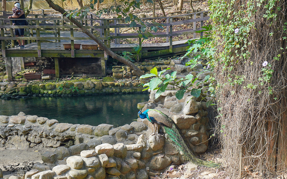 高雄壽山動物園全新開幕大改造！！兒童牧場、天空步道、黑熊山屋、水豚山屋、親水廣場、光室咖啡 @緹雅瑪 美食旅遊趣