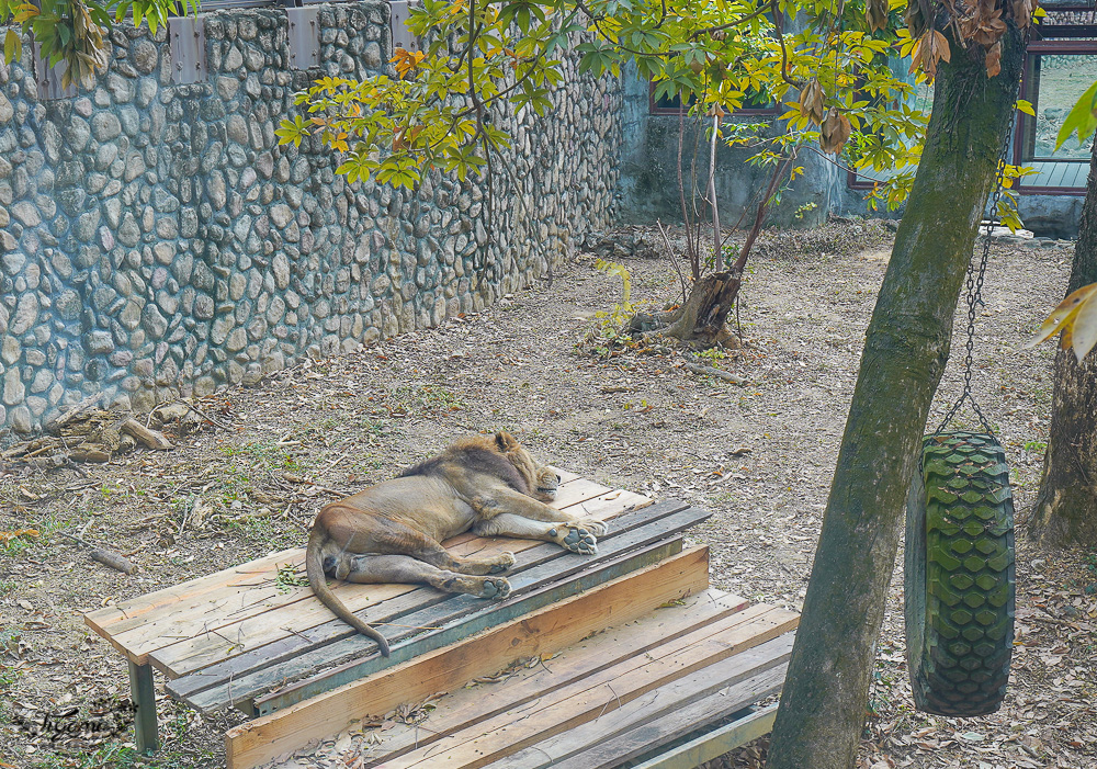 高雄壽山動物園全新開幕大改造！！兒童牧場、天空步道、黑熊山屋、水豚山屋、親水廣場、光室咖啡 @緹雅瑪 美食旅遊趣