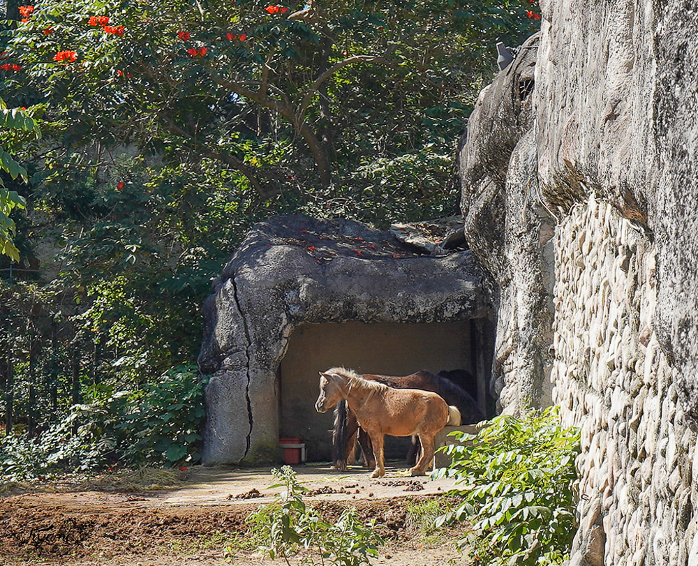 高雄壽山動物園全新開幕大改造！！兒童牧場、天空步道、黑熊山屋、水豚山屋、親水廣場、光室咖啡 @緹雅瑪 美食旅遊趣