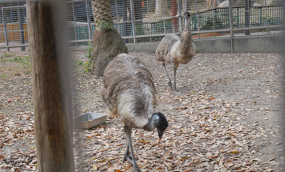 高雄壽山動物園全新開幕大改造！！兒童牧場、天空步道、黑熊山屋、水豚山屋、親水廣場、光室咖啡 @緹雅瑪 美食旅遊趣