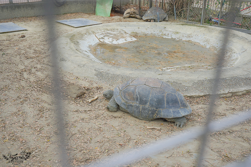 高雄壽山動物園全新開幕大改造！！兒童牧場、天空步道、黑熊山屋、水豚山屋、親水廣場、光室咖啡 @緹雅瑪 美食旅遊趣