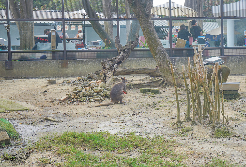 高雄壽山動物園全新開幕大改造！！兒童牧場、天空步道、黑熊山屋、水豚山屋、親水廣場、光室咖啡 @緹雅瑪 美食旅遊趣