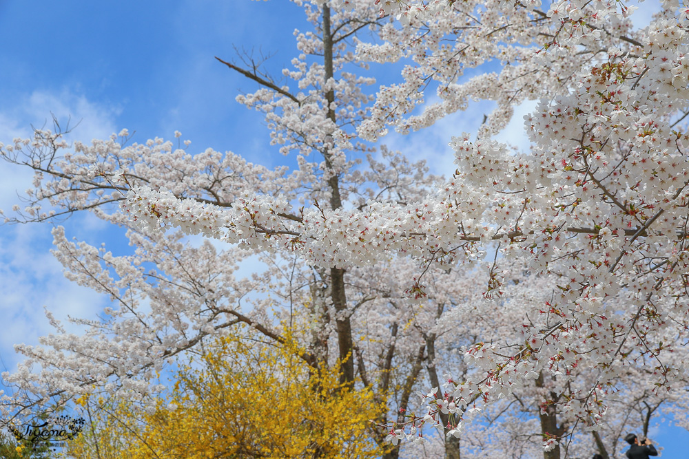 韓國慶州一日遊。慶州賞櫻之旅：佛國寺、慶州塔、城東市場、家豆腐料理 @緹雅瑪 美食旅遊趣